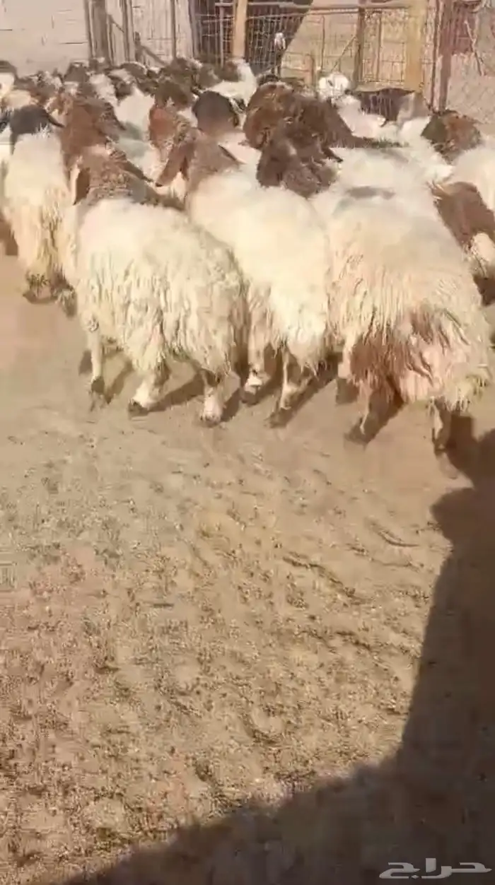 رخال نعيم تم البيع 0