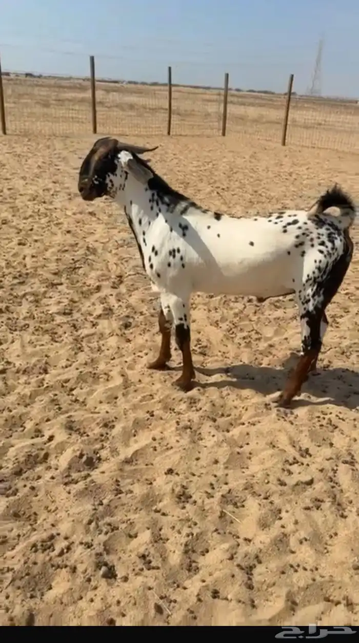 بيع وشراء نوادر الماعز البيشي 1