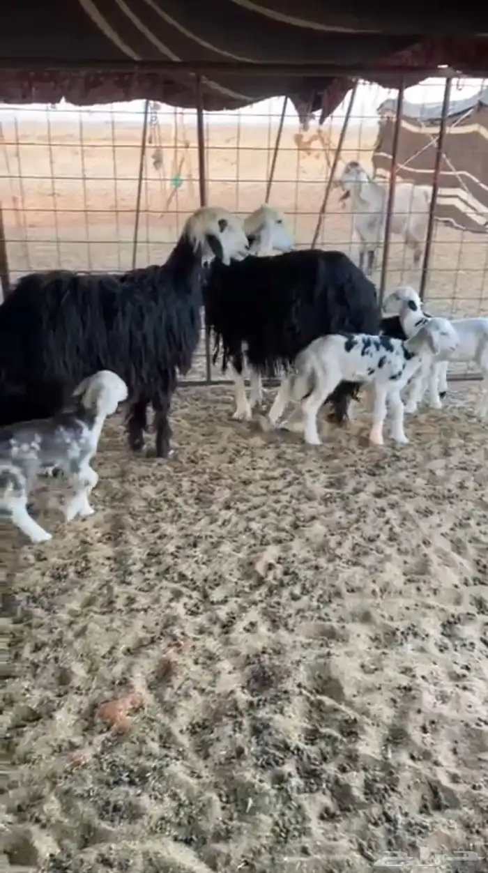 ماعز متوم العدد 4 1