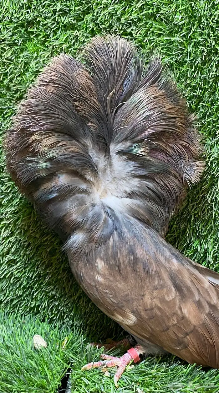 جوز جاكوبين للبيع 9