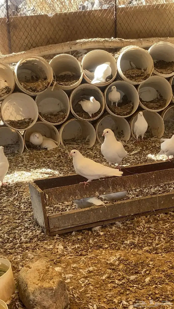 حمام فرنسي جامبو 2