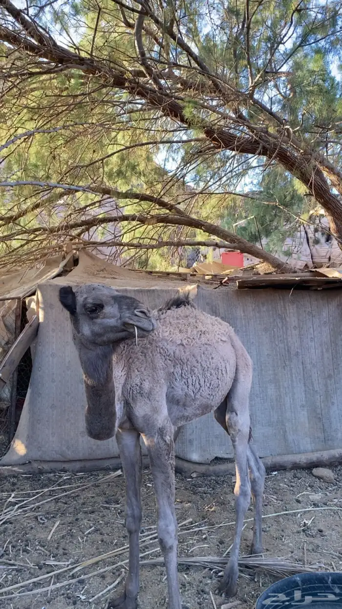 قعدان لبيع جمله 2