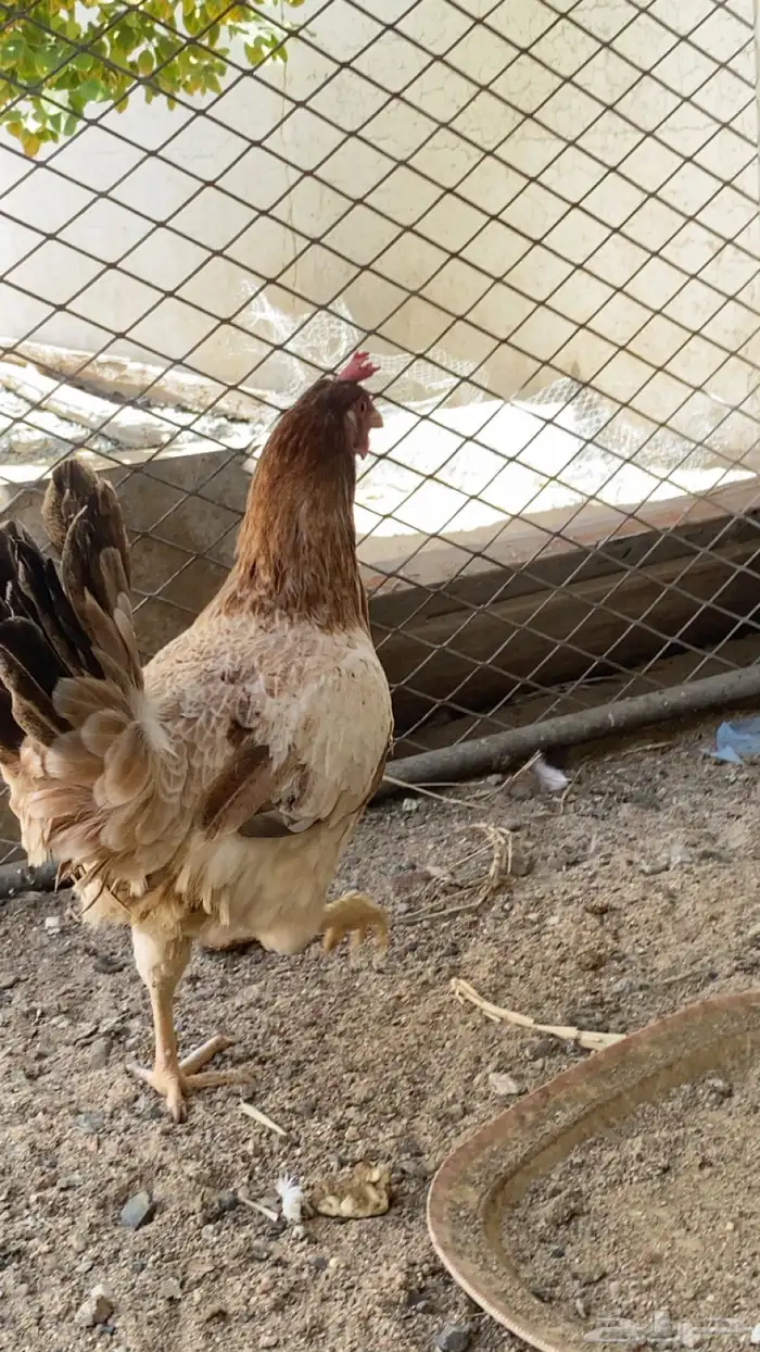 دجاجه وديك 2