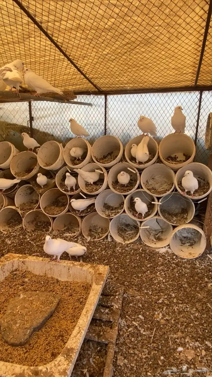 حمام فرنسي جامبو 0