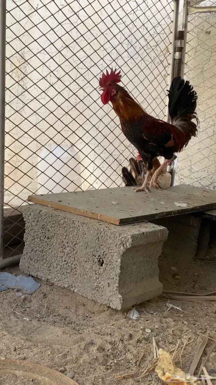 دجاجه وديك 0