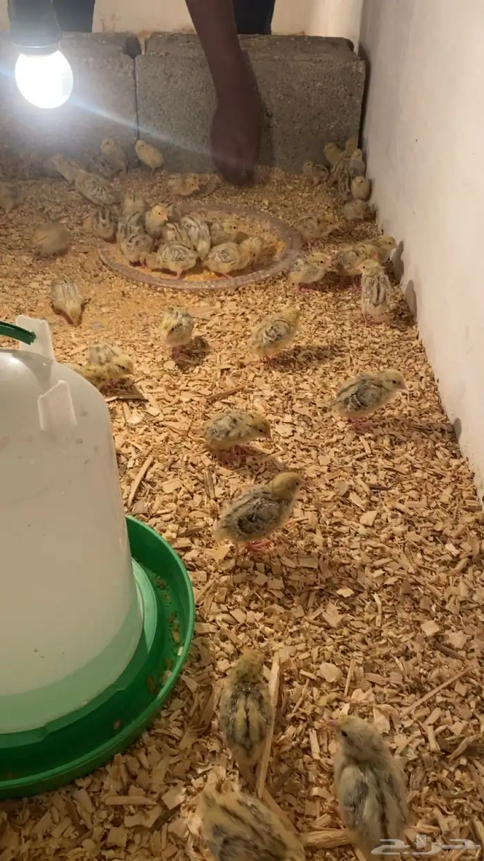 سمان للبيع بيشه 1