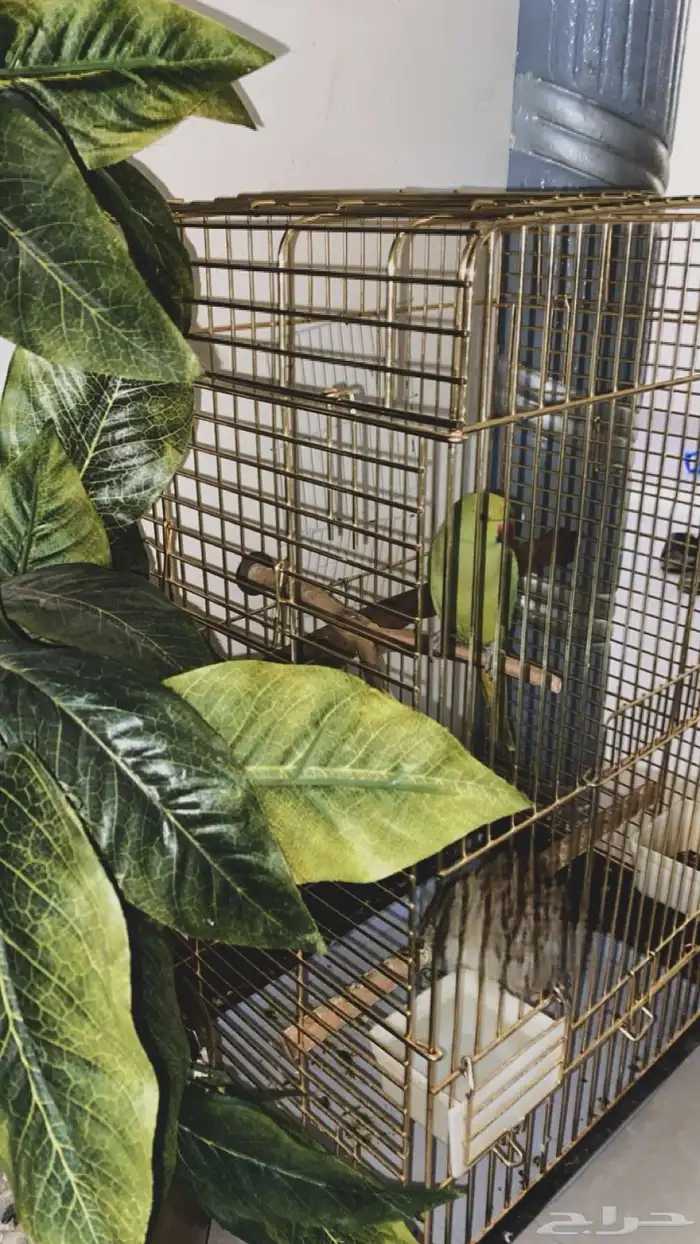 ببغاء دره متكلم 6