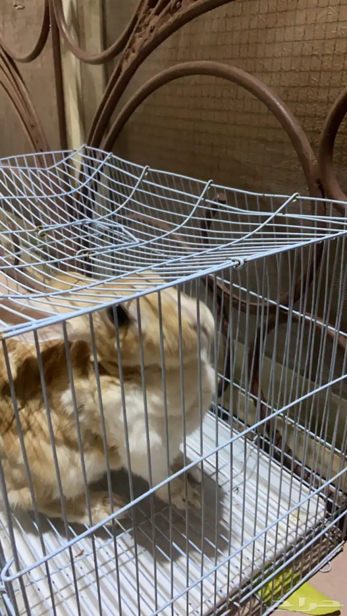 ارنب للبيع 1