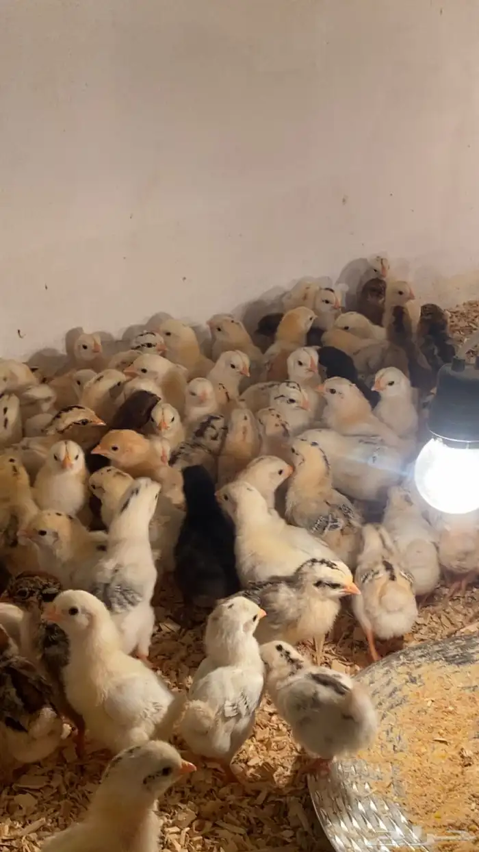 صوص بلدي للبيع 0