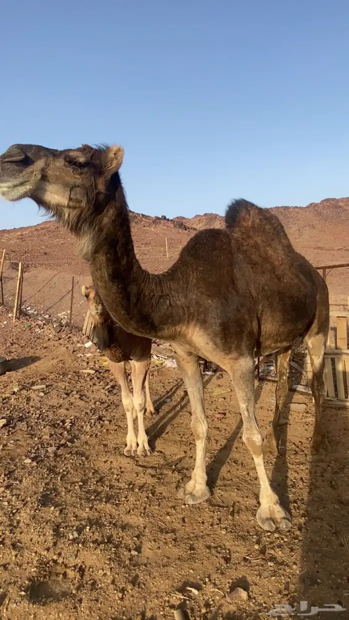 ناقه كنانيه ضريبه تحتها بكره طيبه منوة القناي 0