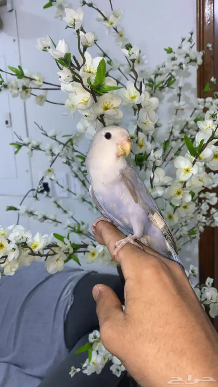 مروض ومدرب جميع أنواع الطيور 1