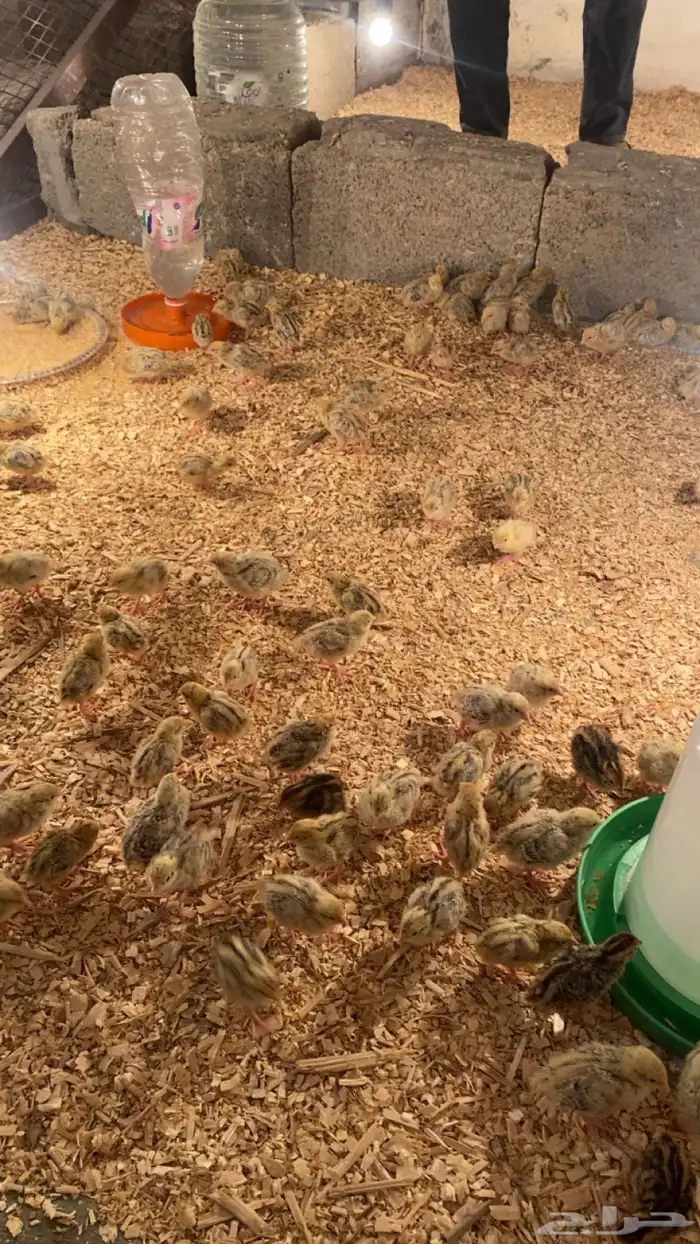 سمان للبيع بيشه 0