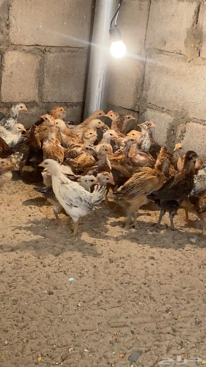 فروخ بلدي للبيع 0