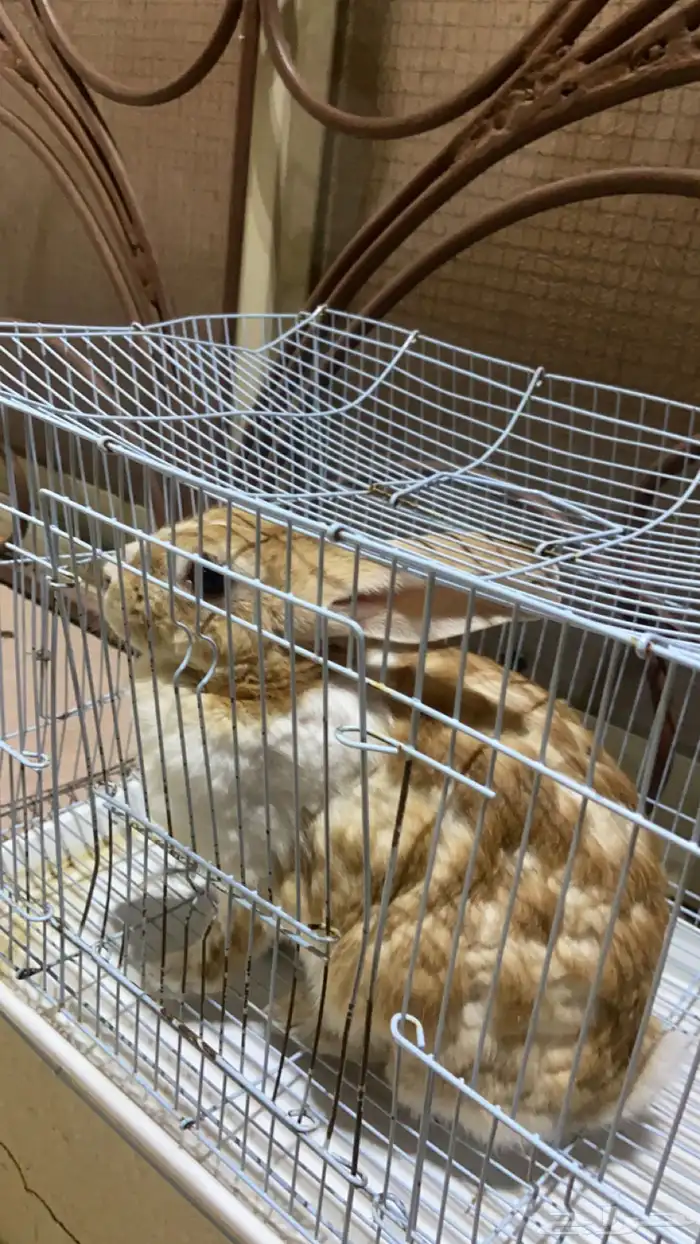 ارنب للبيع 0