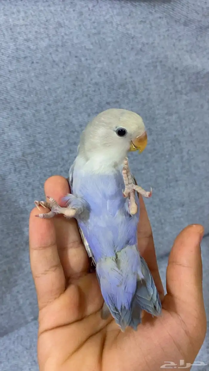 مروض ومدرب جميع أنواع الطيور 2