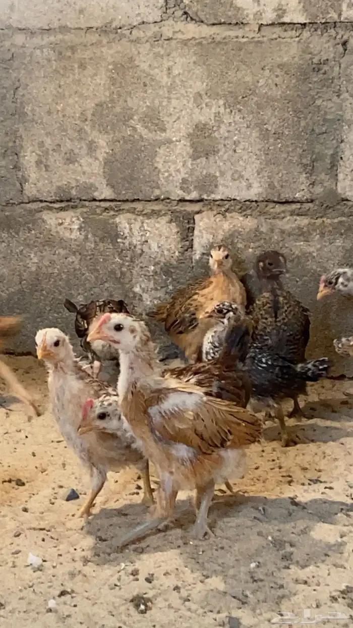 فروخ بلدي للبيع 1