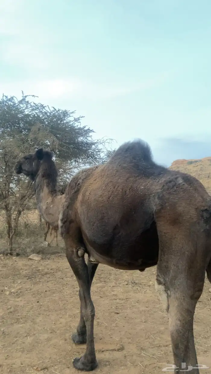 ناقه مجهم عربيه لقاح في 6 شهور 3