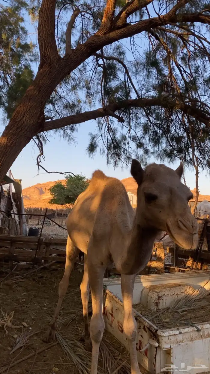 قعدان لبيع جمله 3