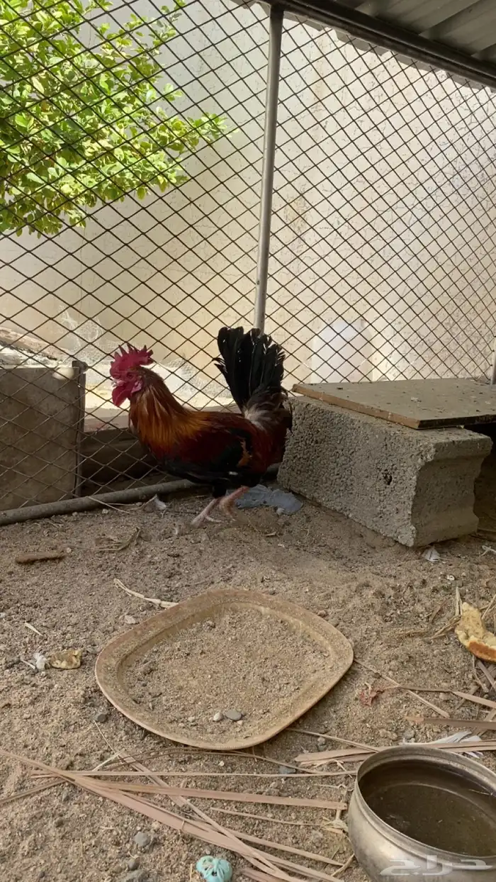 دجاجه وديك 3