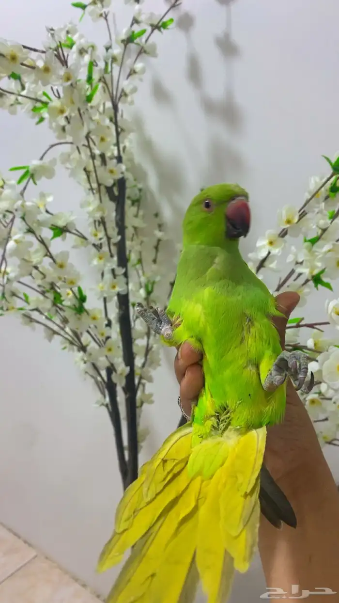 مروض ومدرب جميع أنواع الطيور 6