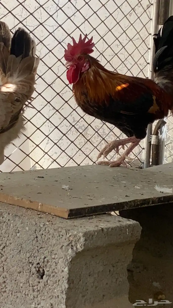 دجاجه وديك 5