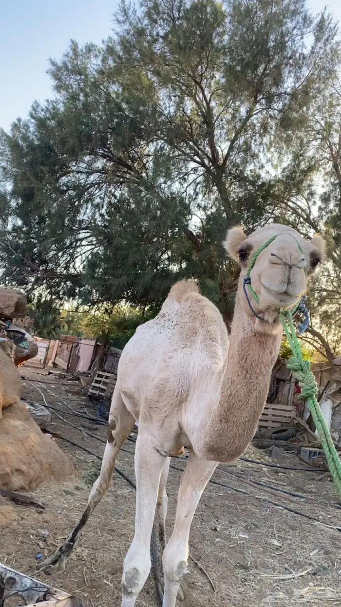 قعدان لبيع جمله 1