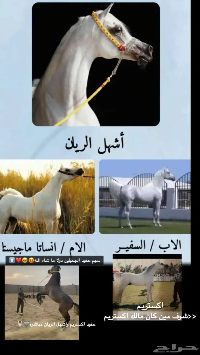حصان عربي اصيل 6