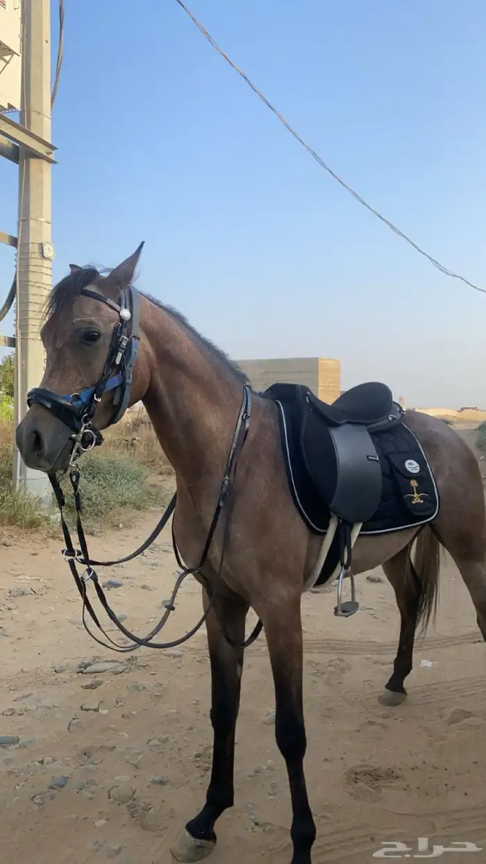 حصان عربي اصيل 3