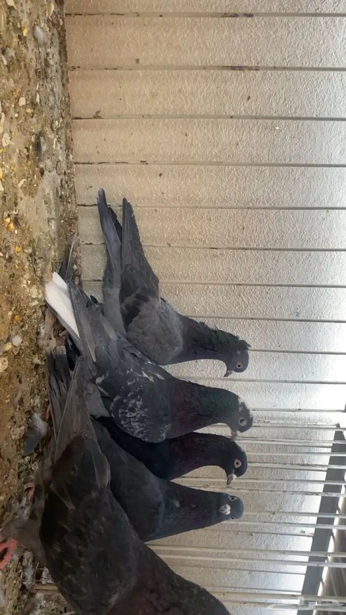 حمام قلاب للبيع لأعلى سوم 0