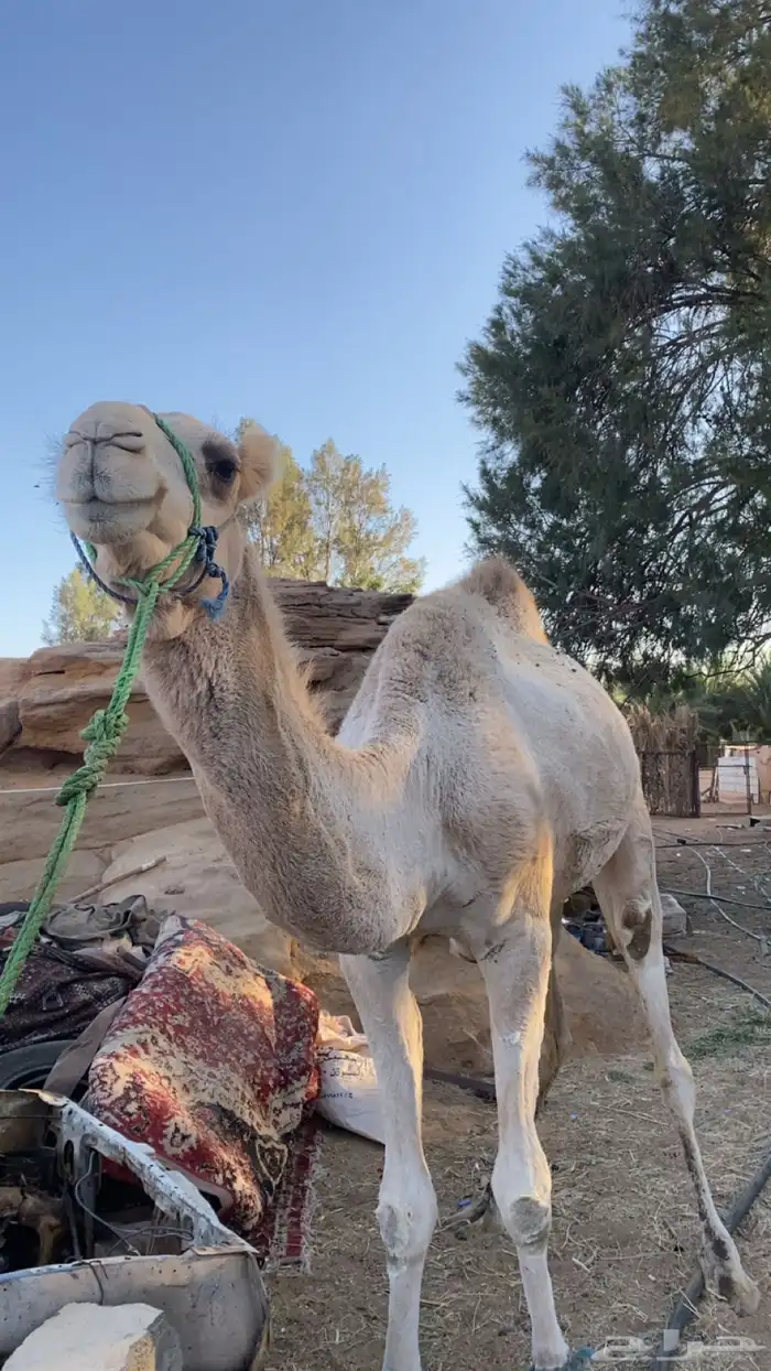 قعدان لبيع جمله 0