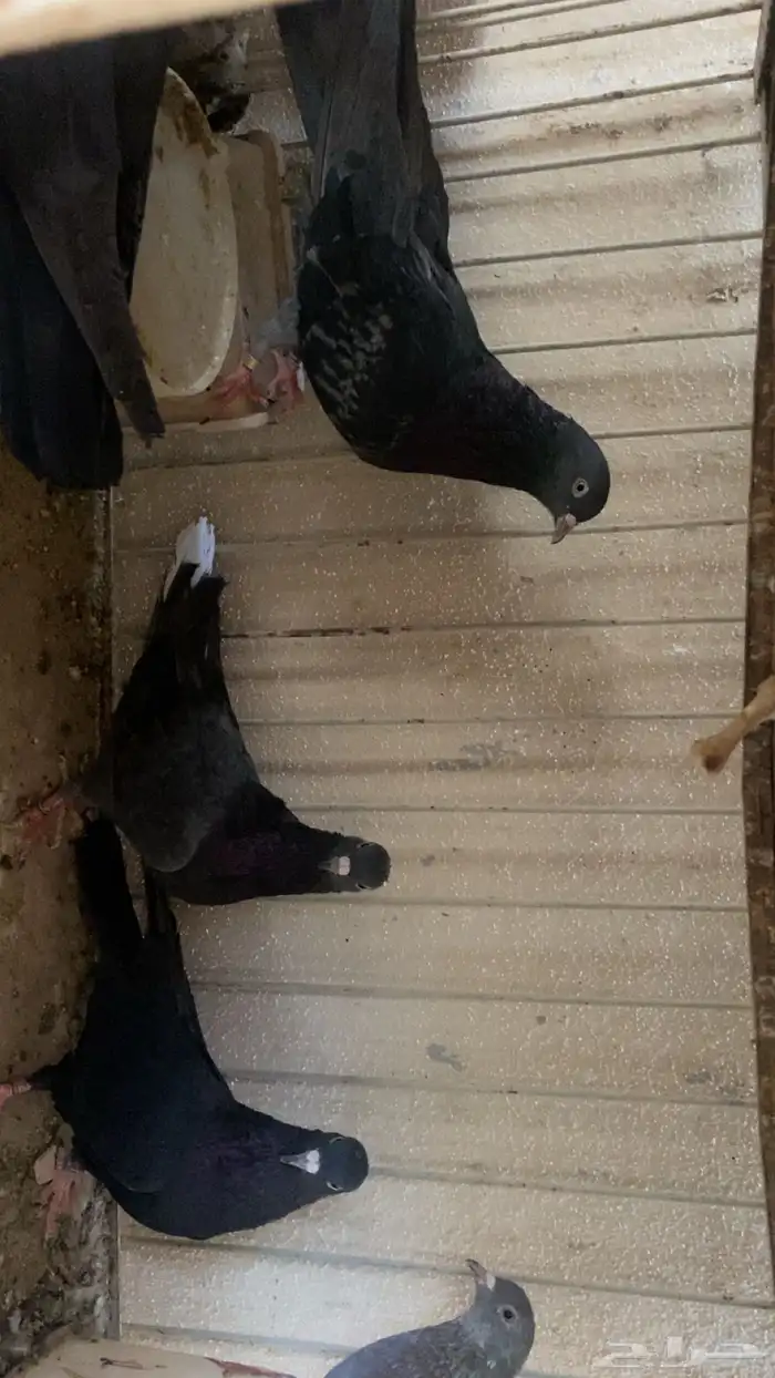 حمام قلاب للبيع لأعلى سوم 1