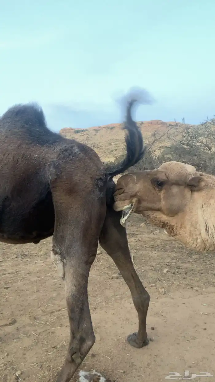 ناقه مجهم عربيه لقاح في 6 شهور 2