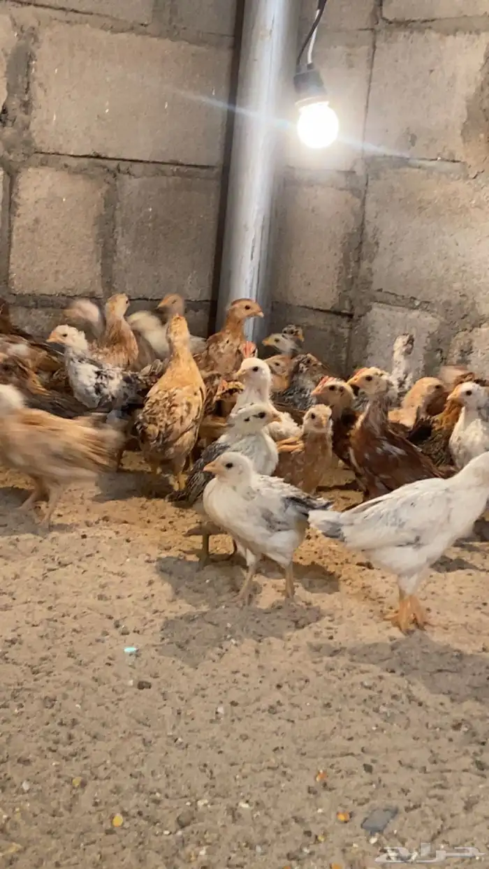 فروخ بلدي للبيع 3