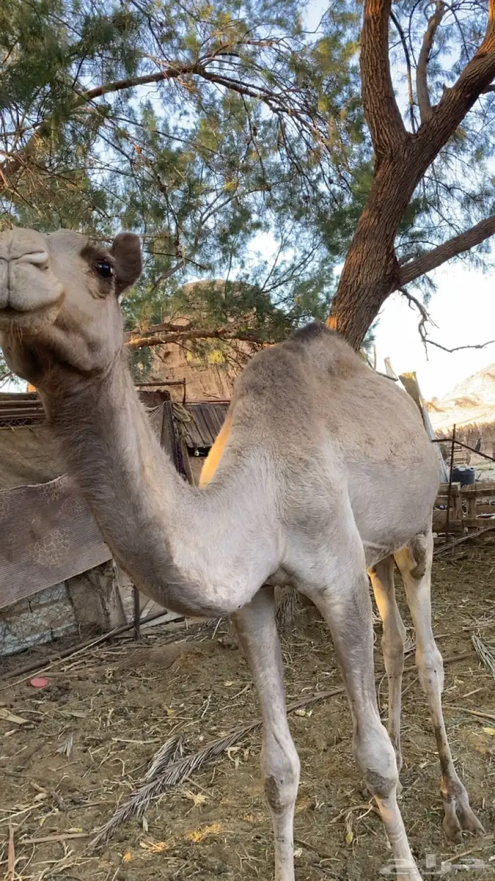 قعدان لبيع جمله 4