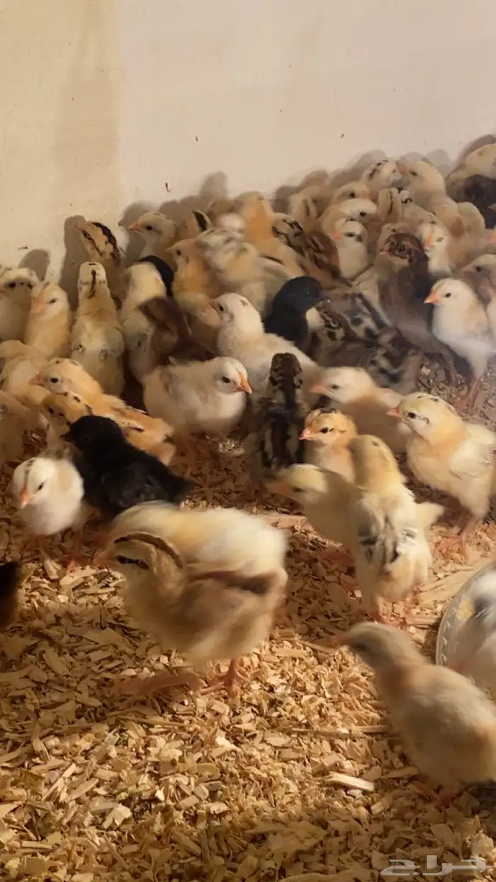 صوص بلدي للبيع 1