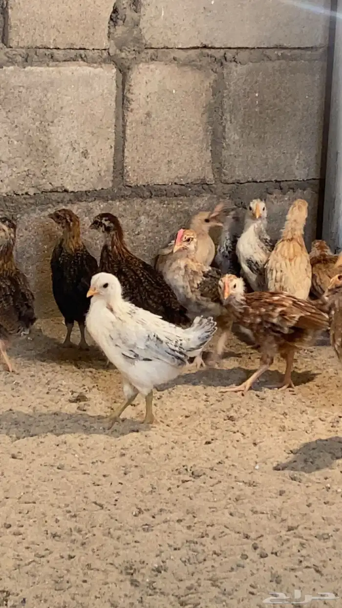 فروخ بلدي للبيع 2