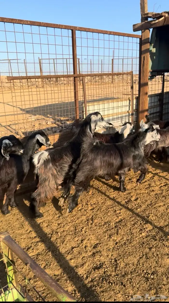 تيوس للبيع 2