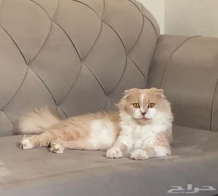 يوجد عندي قط سكوتش للتبني 1