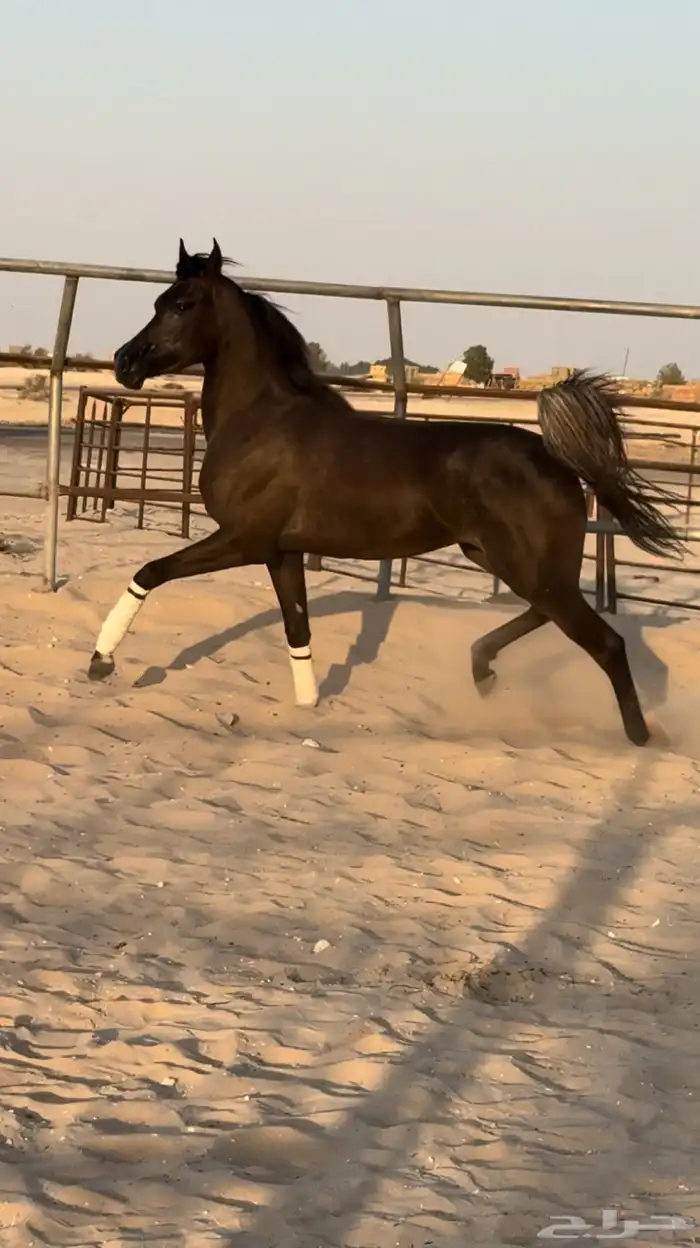 مهره واهو جمال للبيع 0