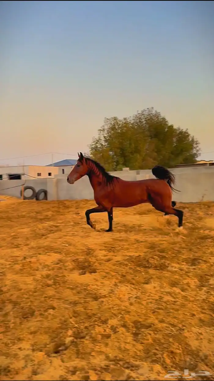 حصان شعبي حار جدا 3