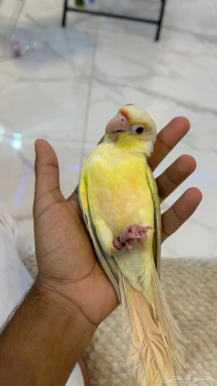 كنيور مون شيك ( هدد خارجي ) 4