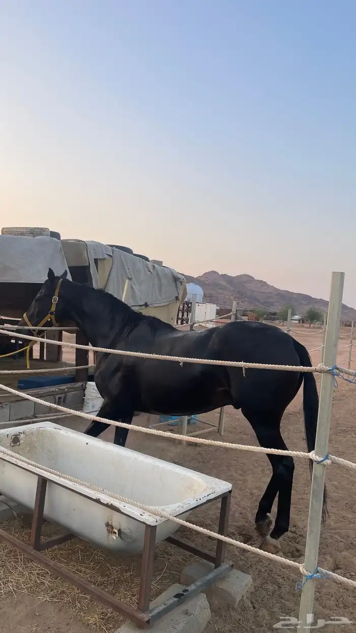 حصان انقليزي للبيع هادي 4