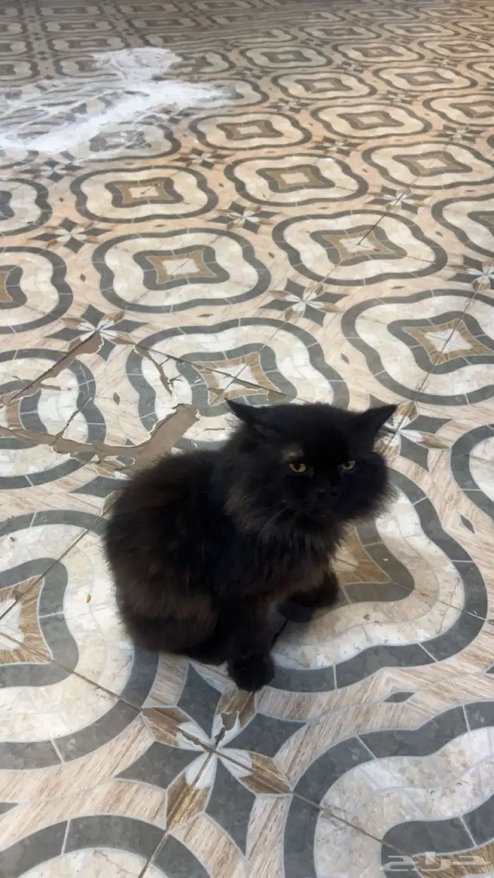 قطه امريكيه 0