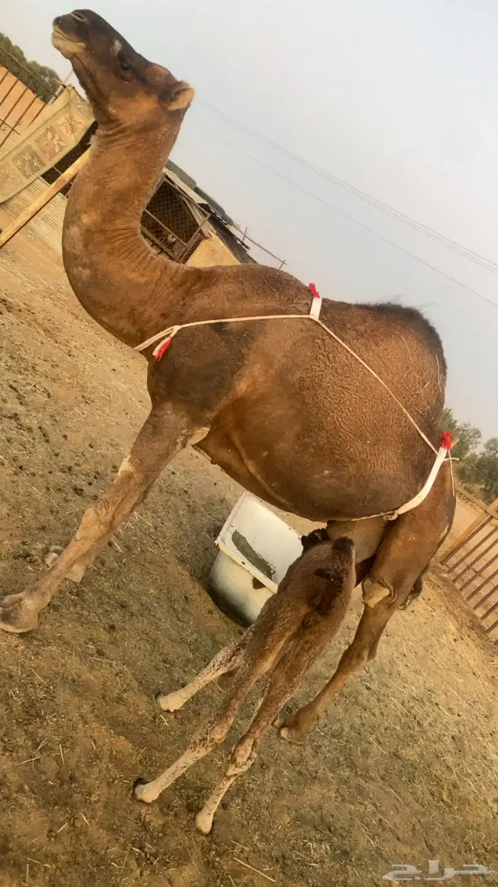 خلفه مصغر ساحليه 0