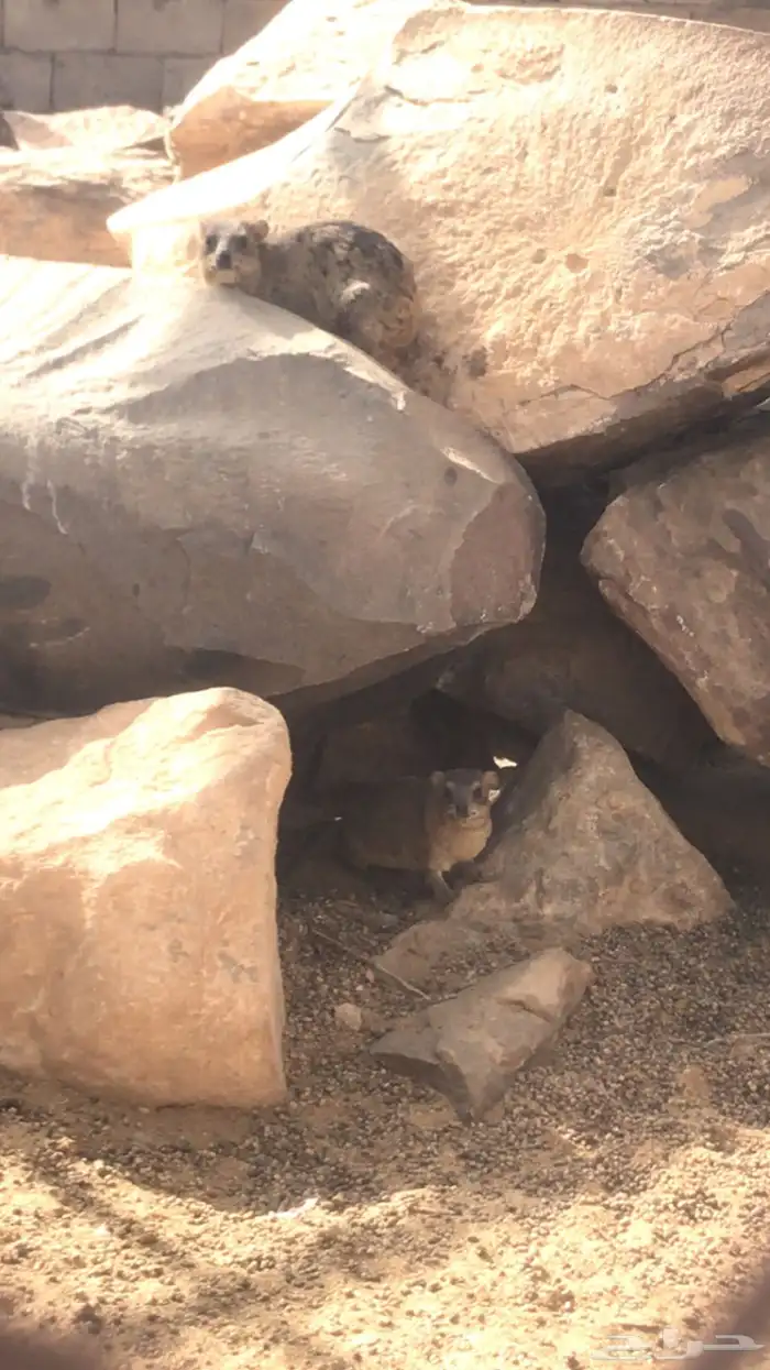 وبران بريه جنوبيه انتاج محميه 0