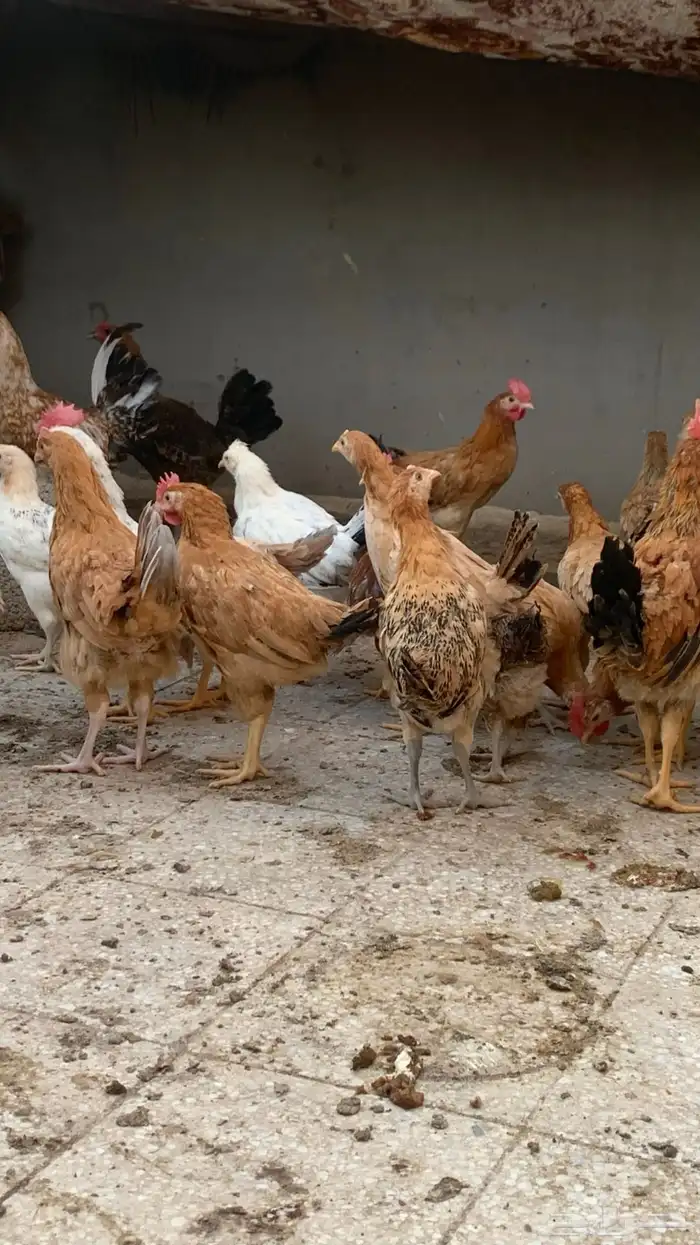 دجاج بلدي عمر من ثلاثه إلى اربعه اشهر 3