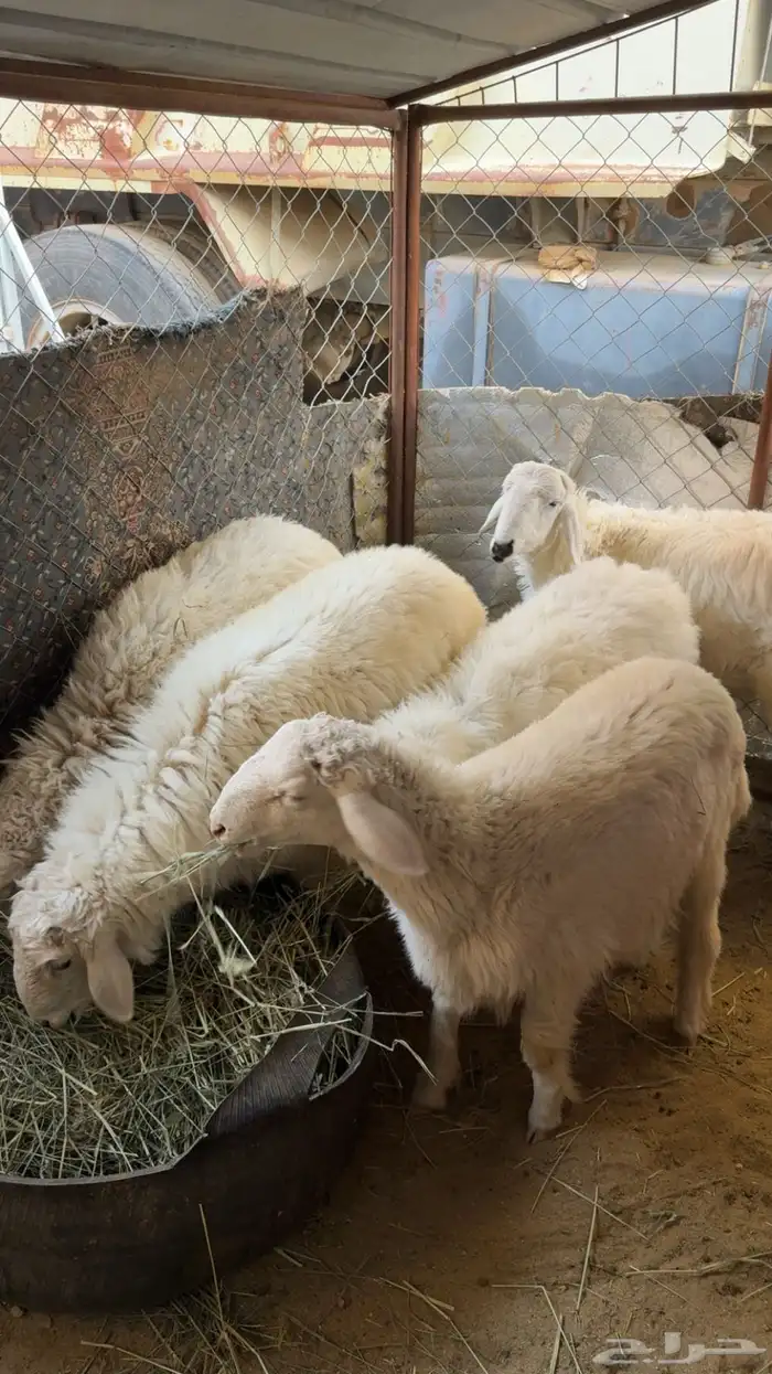 طليان فاخره 3