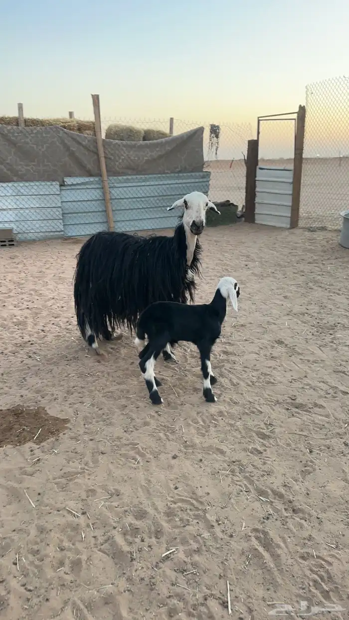 نجدية تحتها خاروف 2