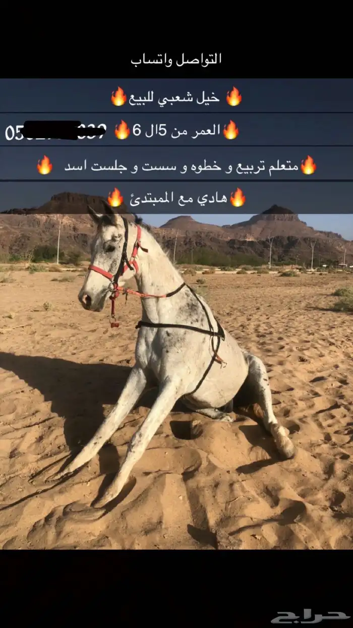 خيل للبيع الي يبيه ل الشتويه لا يفوته 0