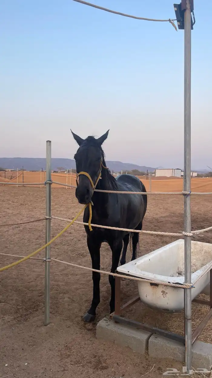 حصان انقليزي للبيع هادي 5